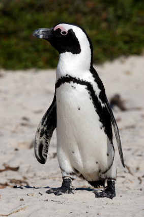 An african penguin