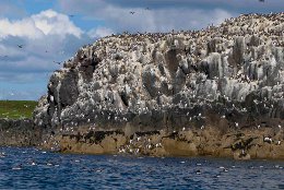 Birds on Cliffs